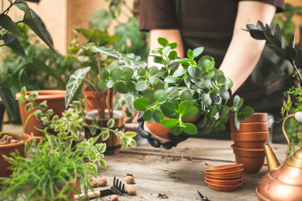 istock Gardener planting plant cuttings into a pot 1467844933