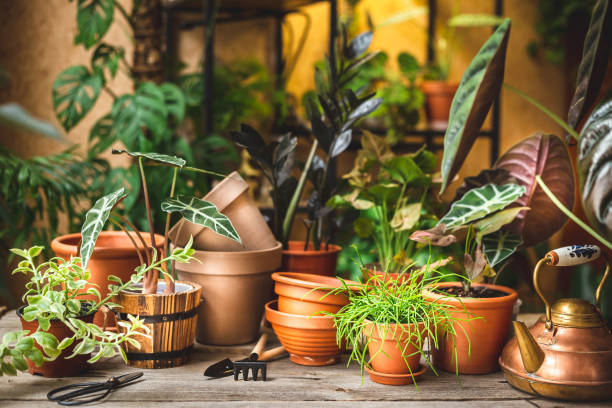 istock Ceramic pots, gardening tools, and lots of plants 1467844939