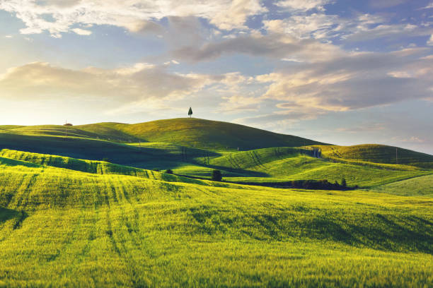 istock Green hills in Tuscany, Italy 1467845054