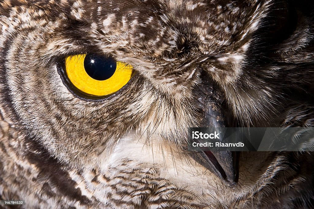 Spotted Eagle Owl - Lizenzfrei Afrika Stock-Foto
