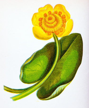 Antique botany illustration of wild flowers: Yellow Water Lily, Nuphar Lutea