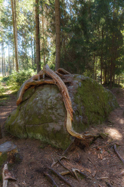 istock Pine tree roots grow over the stone in the forest 1467845591