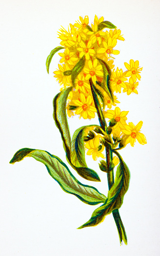 Antique botany illustration of wild flowers: Common Golden Rod, Solidago Virgaurea