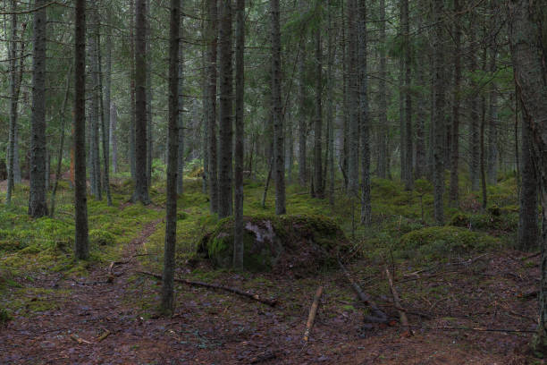istock Pine forest on territory the former swampland, wilderness with walking pathes. 1467845801