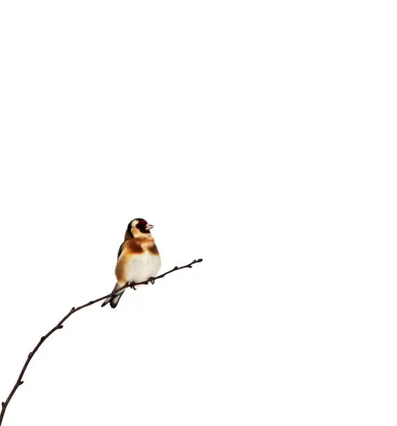 Photo of Goldfinch isolated on a white background.