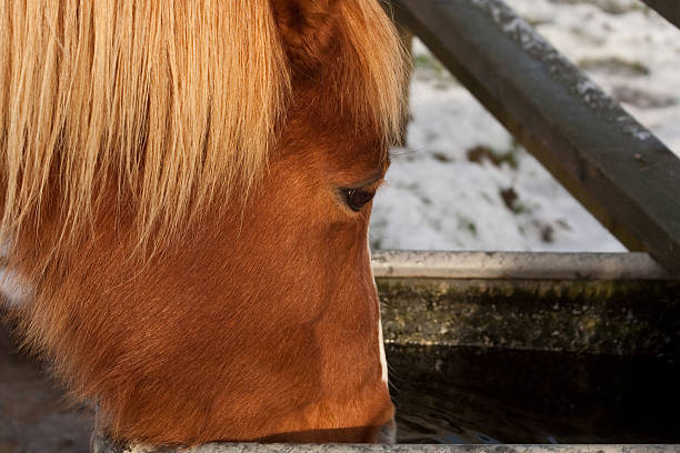 Thirsty horse gets a drink from the water trough stock photo