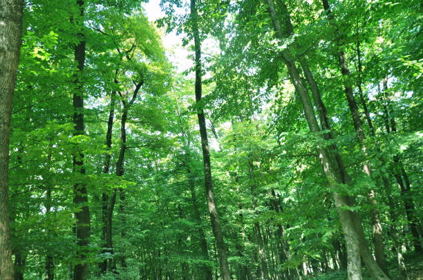 istock Beautiful green forest view. Trees, bushes, woods, leaves... 1467846573
