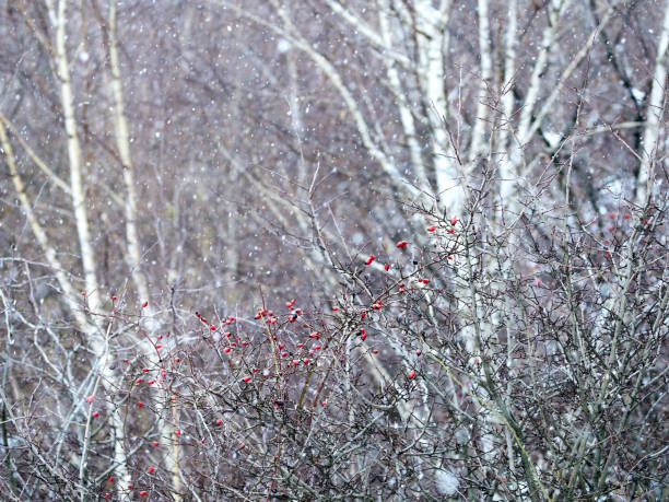 冬季の一般的なサンザシ。 - hawthorn berry fruit common fruit ストックフォトと画像