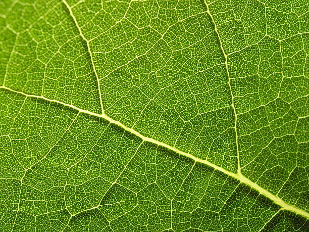 Gros plan des feuilles de plantes - Photo