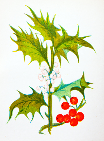 Antique botany illustration of wild flowers: Common Holly, Ilex Aquifolium