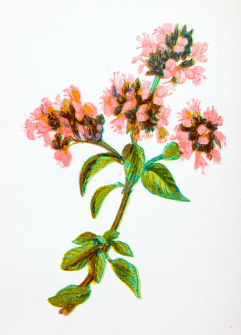 Antique botany illustration of wild flowers: Common Marjoram, Origanum vulgare
