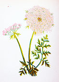 istock Antique botany illustration of wild flowers: Wild Carrot, Daucus Carota 1467847524