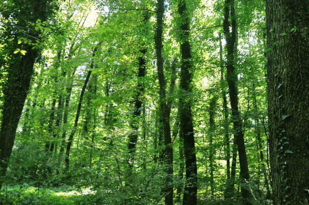 istock Beautiful green forest view. Trees, bushes, woods, leaves... 1467847611