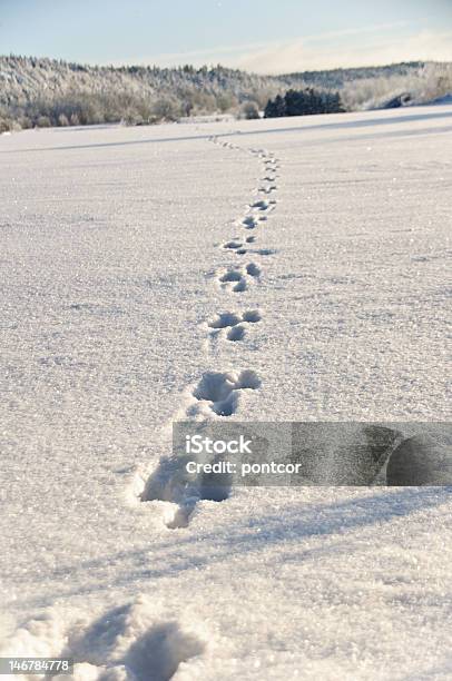 Foto de Faixas e mais fotos de stock de Neve - Neve, Rasto, Veado