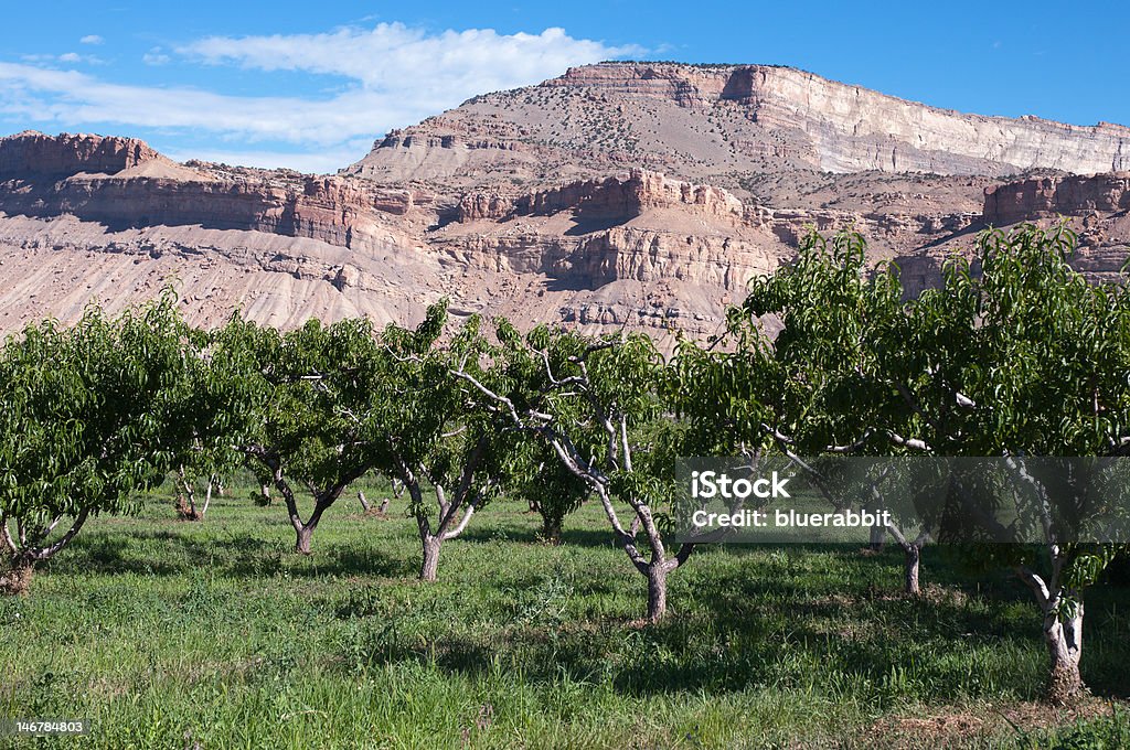 オオバピーチの果樹園 - コロラド州のロイヤリティフリーストックフォト