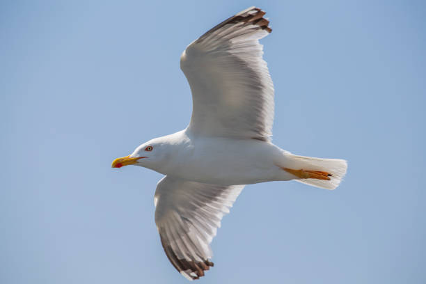 istock Seagull flying on blue sky background, closeup 1467848294