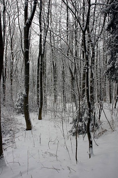 Forest in winter stock photo