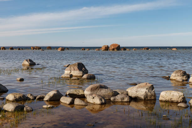 istock Trees growing on the shore of Baltic sea with bare roots 1467848385