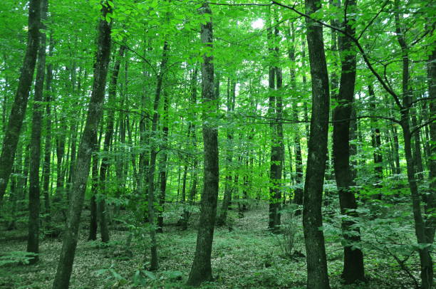 istock Beautiful green forest view. Trees, bushes, woods, leaves... 1467848410