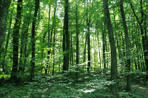 istock Beautiful green forest view. Trees, bushes, woods, leaves... 1467848421