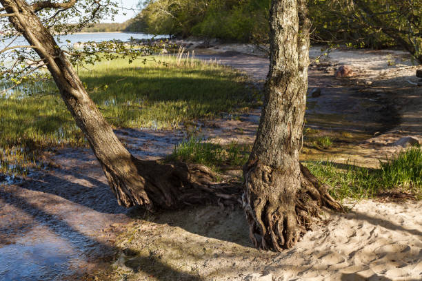 istock Trees growing on the shore of Baltic sea with bare roots 1467848440