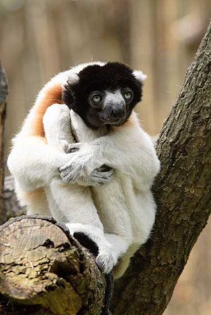 cute crowned sifaka stock photo