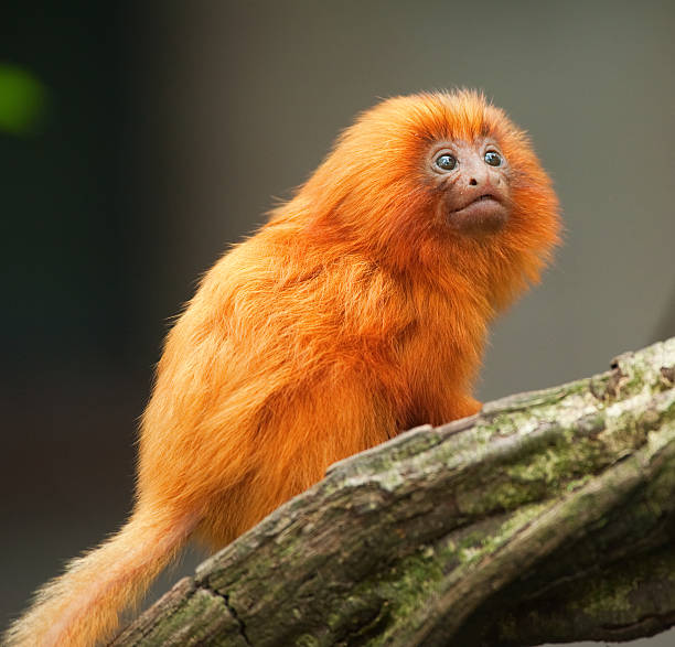 istock golden lion tamarin baby 146784873