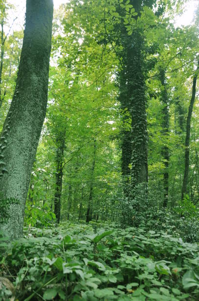 istock Beautiful green forest view. Trees, bushes, woods, leaves... 1467849607