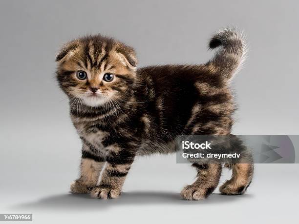 Male Kitten Scottish Fold Breed Stock Photo - Download Image Now - Affectionate, Animal, Animal Hair