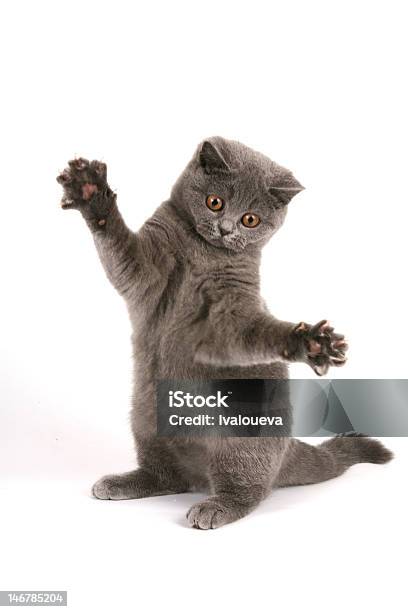 British Shorthaired Kitten Stock Photo - Download Image Now - Activity, Animal Nose, British Culture