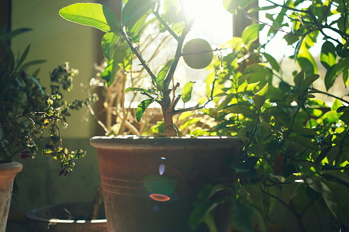 Citrus tree and other mediterranean plants placed in the cellar for overwintering.