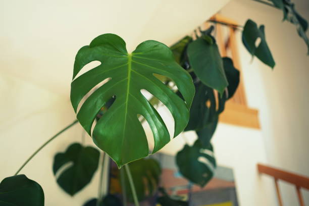 istock Deep green monstera leaf hanging from the second floor into a living room. 1467853883