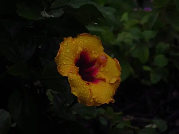 A close-up image of a yellow flower with a bright pink center surrounded by glistening water droplets on the surrounding green leaves