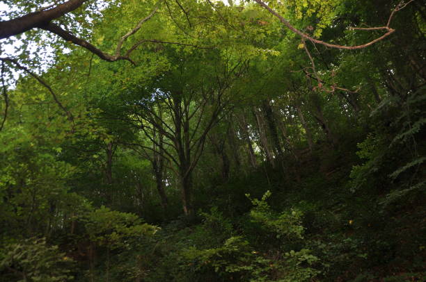 istock Beautiful green forest view. Trees, bushes, woods, leaves... 1467854873
