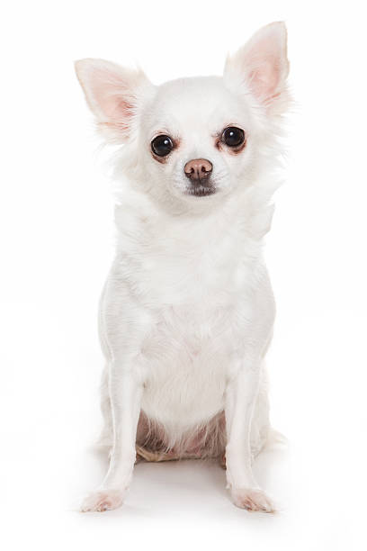 istock Chihuahua dog on white background 146785499