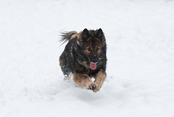 German Shepherd Dog in the snow stock photo