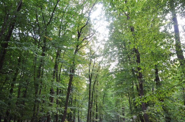 istock Beautiful green forest view. Trees, bushes, woods, leaves... 1467855428