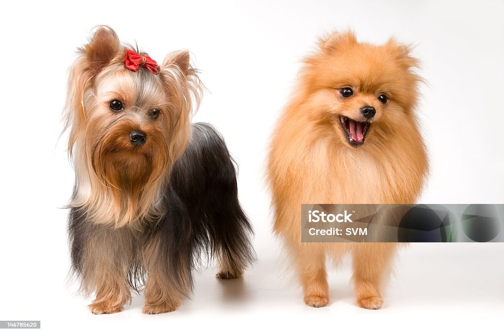 Szpic i terrier - Zbiór zdjęć royalty-free (Beżowy)