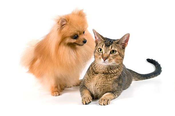 istock The spitz-dog and cat 146785644