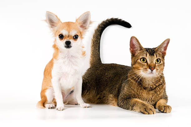 istock The puppy chihuahua with a cat 146785688