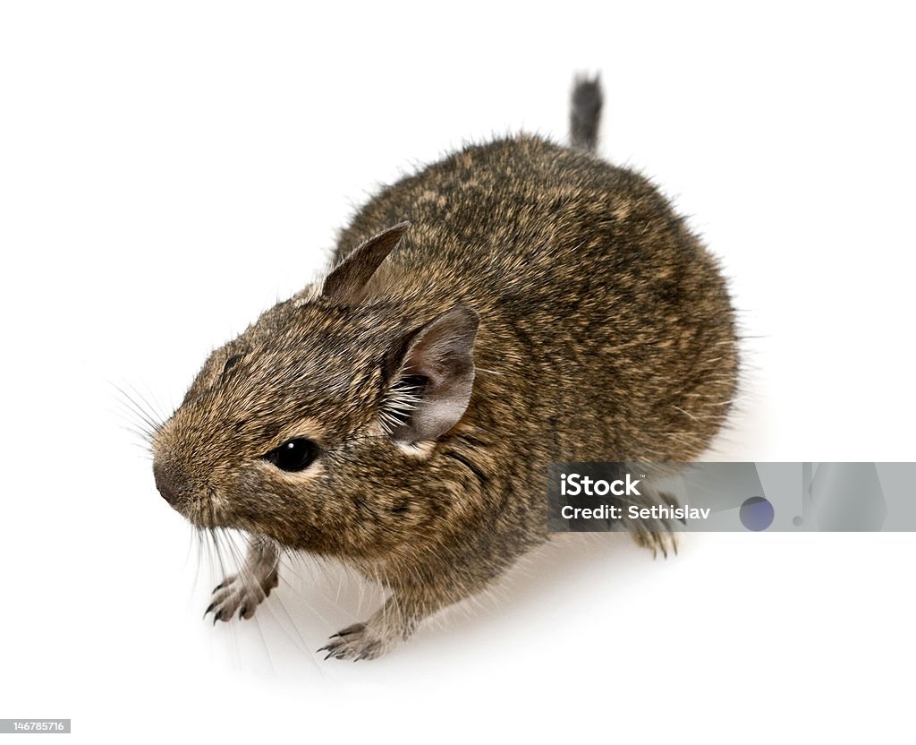degu rodent degu on neutral background Paw Stock Photo