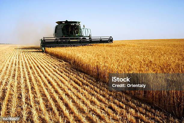 Combine Harvesting In A Field Of Golden Wheat Stock Photo - Download Image Now - Harvesting, Wheat, Crop - Plant