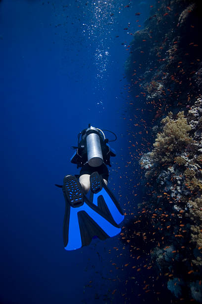istock Scuba diver in the Red Sea 146785841