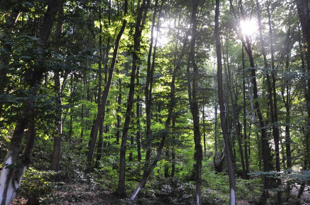 istock Beautiful green forest view. Trees, bushes, woods, leaves... 1467859333
