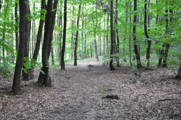 istock Beautiful green forest view. Trees, bushes, woods, leaves... 1467859530