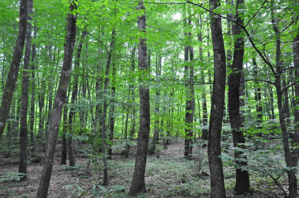 istock Beautiful green forest view. Trees, bushes, woods, leaves... 1467859643