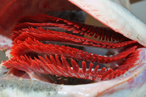 Gills of a giant catfish (Silurus glanius)