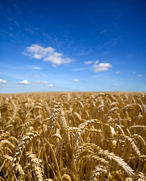 Field Of Ripe Wheat stock photo