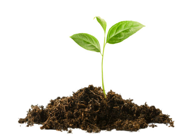 sprout in the ground sprout in a pile of soil on a white isolated background planting stock pictures, royalty-free photos & images