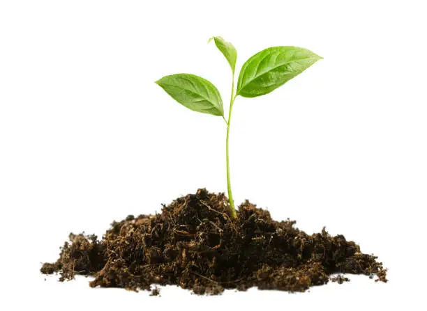 sprout in a pile of soil on a white isolated background